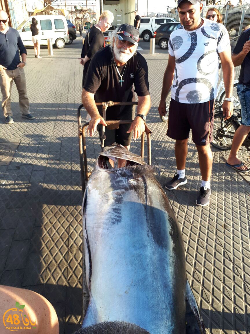 tuna fish yaffa (12).jpg